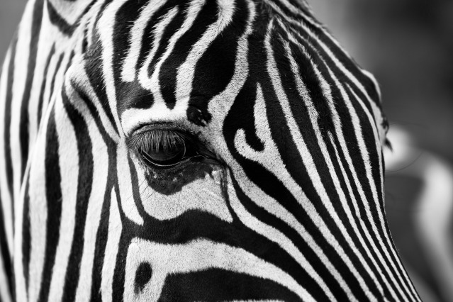 Zoology Translation and Interpreting Services